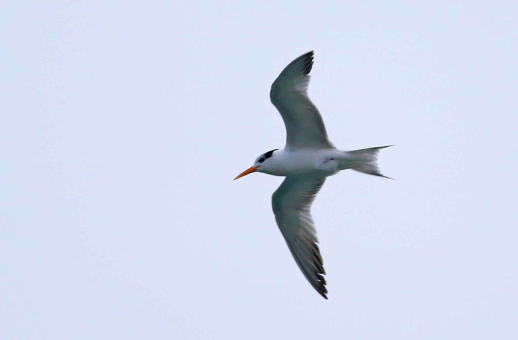 Lesser Crested Tern